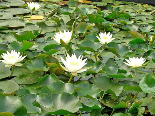Zwerg-Seerose - Walter Pagels